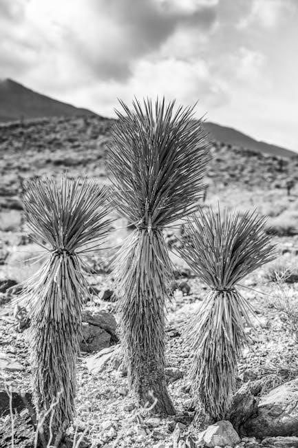 cactus guide